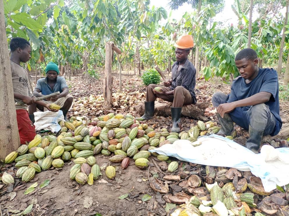 Cocoa Team