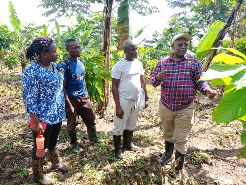 Cocoa Harvest